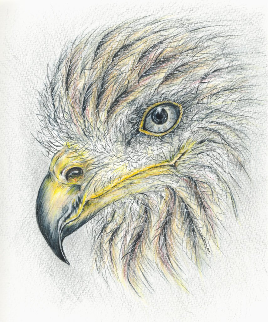 On the wings