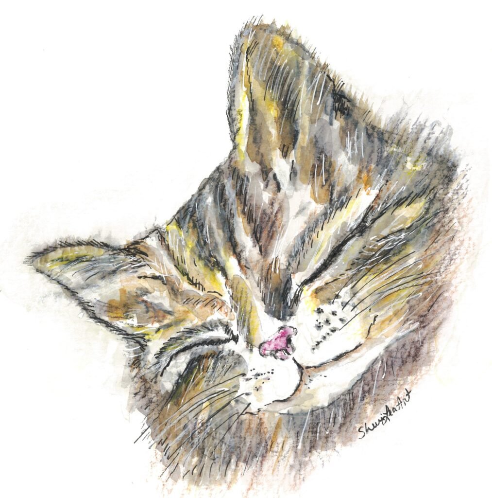 Cat Nap